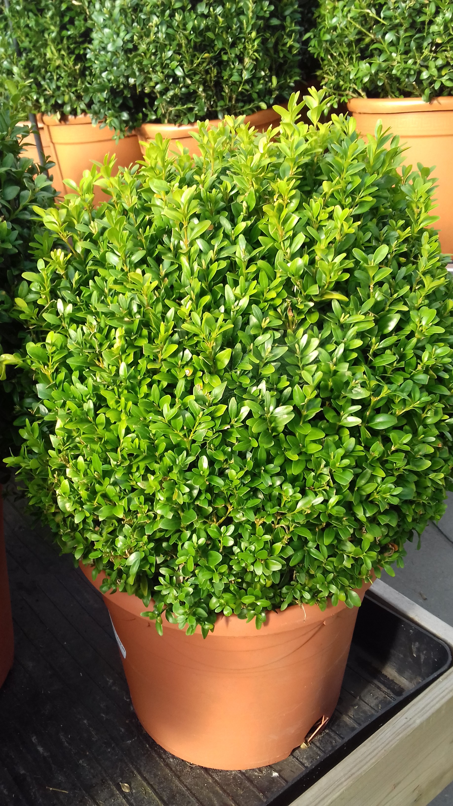 Buxus Balls 25cm | Shrub | Plants | Easy Garden - Garden Centre